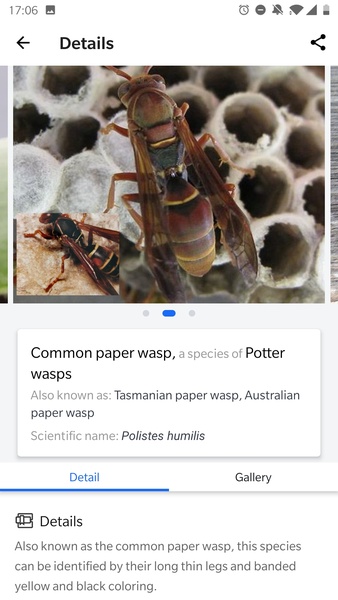 Picture Insect - Insect Id Pro - Preview 10