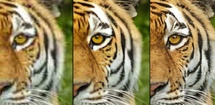 Topaz Gigapixel AI feature