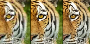 صورة مميزة لـTopaz Gigapixel AI