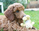 Toy Poodle Dogs Jigsaw Puzzles screenshot 2