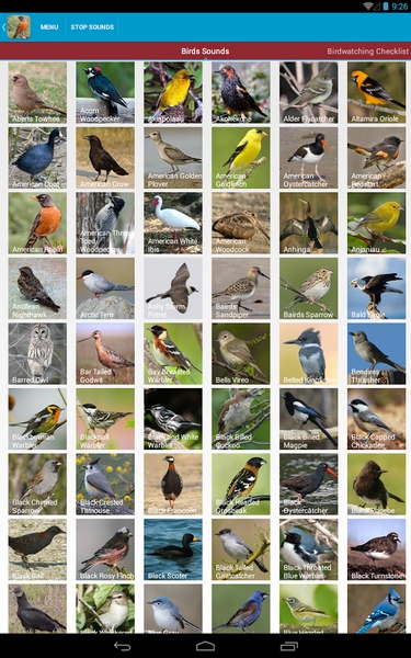 North American Birds Sounds - Preview 15