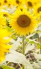 Sunflower Wallpaper screenshot 13