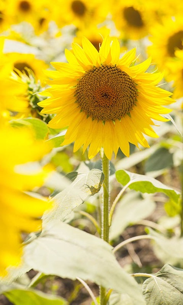 Sunflower Wallpaper - Preview 13
