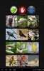 Oiseau classique Appels screenshot 1