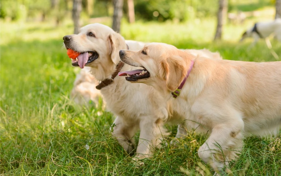 Dogs Puzzle - Preview 6