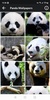 Panda HD Wallpapers screenshot 1