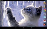 Interactive Kitten screenshot 1