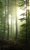 Forest Live Wallpaper screenshot 3