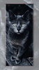 cat wallpaper screenshot 12