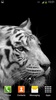 Tigre Bianca Sfondi Animati screenshot 6