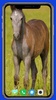 Horse Wallpaper screenshot 14