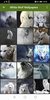 White Wolf Wallpapers screenshot 1