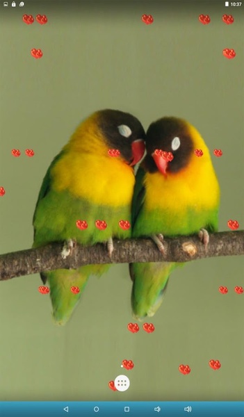 Love Birds Live Wallpaper - Preview 1