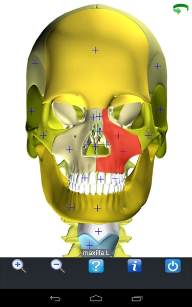 Visual Anatomy Free - Preview 12