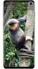Aves Gallery screenshot 17