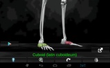 Bones Human 3D (anatomy) screenshot 9