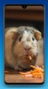 Guinea Pig Wallpaper HD screenshot 2