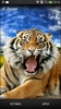 Tigers Live Wallpaper screenshot 7