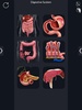 Digestive System Anatomy screenshot 8
