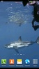White Shark Video Wallpapers screenshot 6