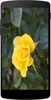 Yellow Roses Wallpapers screenshot 6