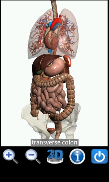 Visual Anatomy Free - Preview 5