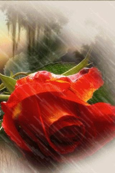 Red Rose Under Rain Live Wallpaper - Preview 1