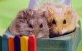 Puzzle - Cute Hamsters screenshot 8