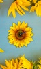 Sun Flower Clock Live Wallpaper screenshot 1