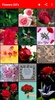 Flowers & Roses Images Gif screenshot 6
