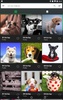 Cute Dogs Wallpapers screenshot 11