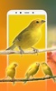 Bird Sounds, Calls & Ringtones screenshot 3