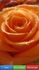 Roses HD Wallpapers screenshot 1