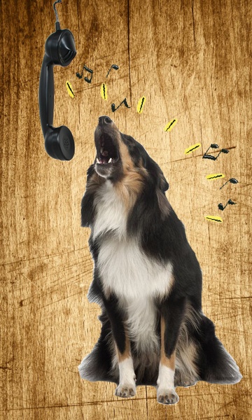 Barking Dog Ringtones - Preview 3