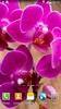 Orchids Live Wallpaper screenshot 8