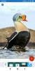 Duck Wallpaper: HD images, Free Pics download screenshot 4