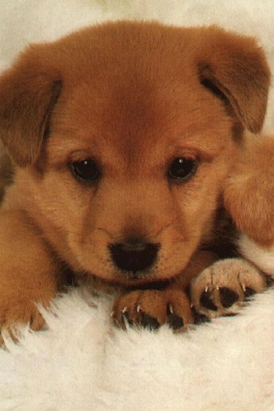 Dog Wallpaper - Preview 5