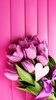 Pink Tulips Live Wallpaper screenshot 7