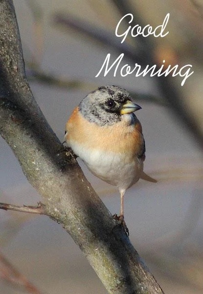 Good Morning Images - Preview 7