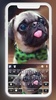 Cute Tongue Pug screenshot 5