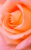 Macro Rose Live Wallpaper screenshot 3