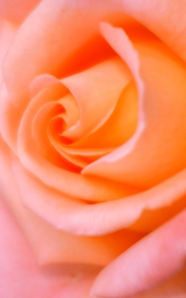 Macro Rose Live Wallpaper - Preview 3