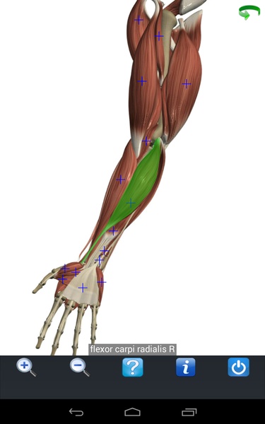 Visual Anatomy Free - Preview 13