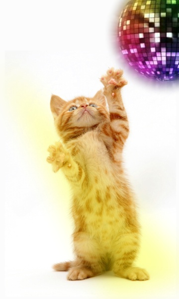 FunnyPets - Preview 1