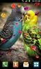 Love Birds Live Wallpaper screenshot 14
