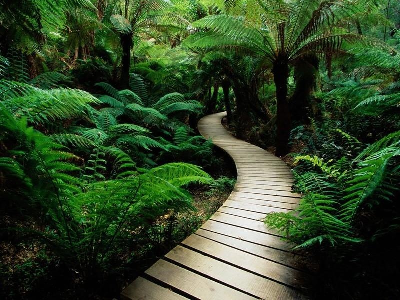 Green Nature HD Wallpaper - Preview 3