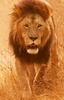 Lions HD Wallpaper screenshot 3