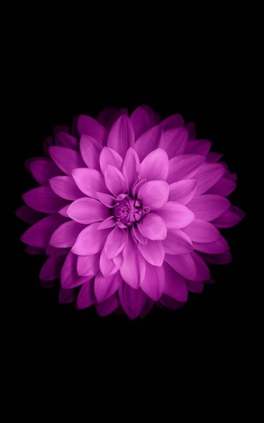 Flowers HD Live Wallpaper - Preview 8