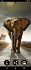 Elephant HD Wallpapers screenshot 5