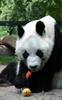 Panda Live Wallpaper screenshot 3